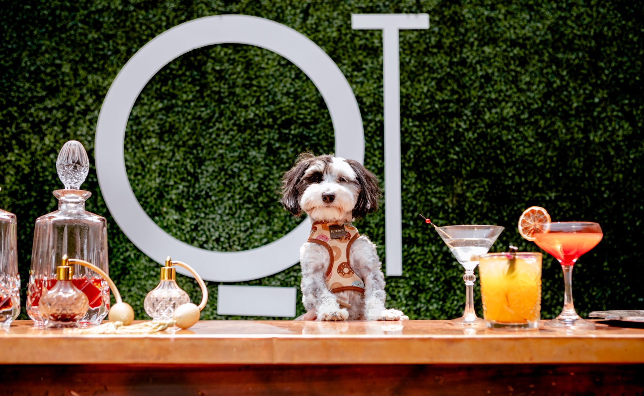 Pup Yeah! at QT hero image